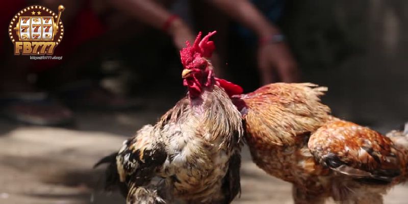 Philippine cockfighting