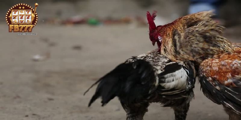 Steel-spur cockfighting