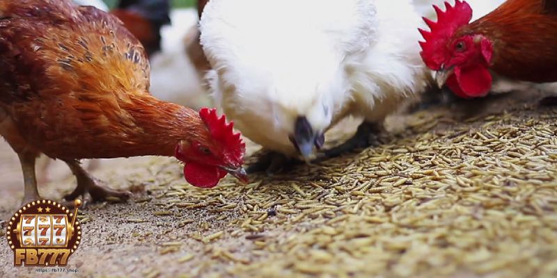 Care for fighting cocks - Supplementary food