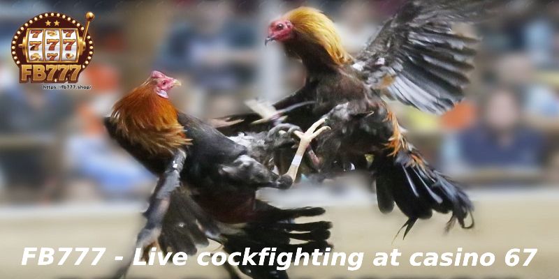 Live cockfighting at casino 67