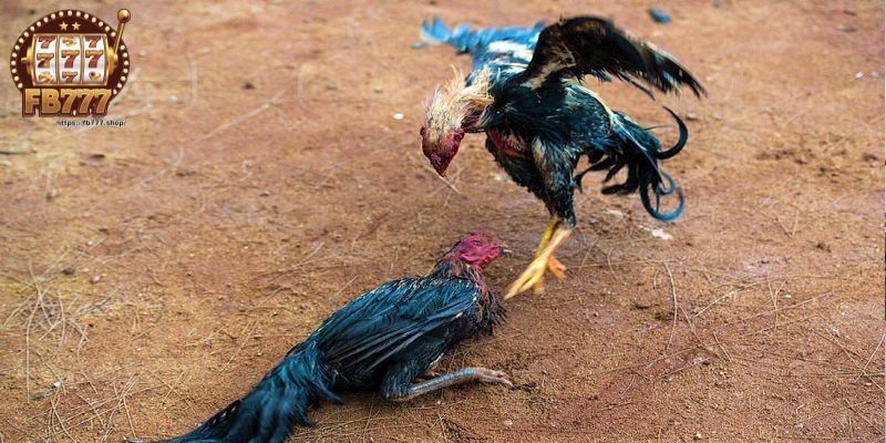 How to play online cockfighting Cambodia