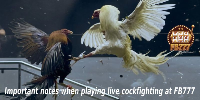 Important notes when playing live cockfighting at FB777