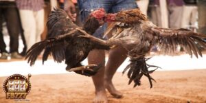 Introduction to Cambodian cockfighting