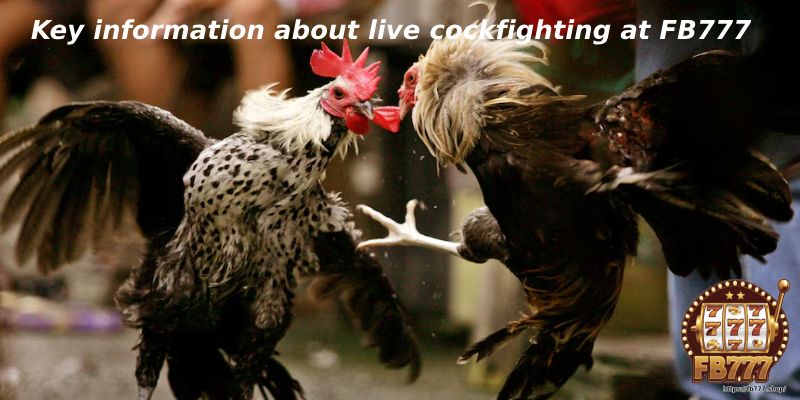 Key information about live cockfighting at FB777