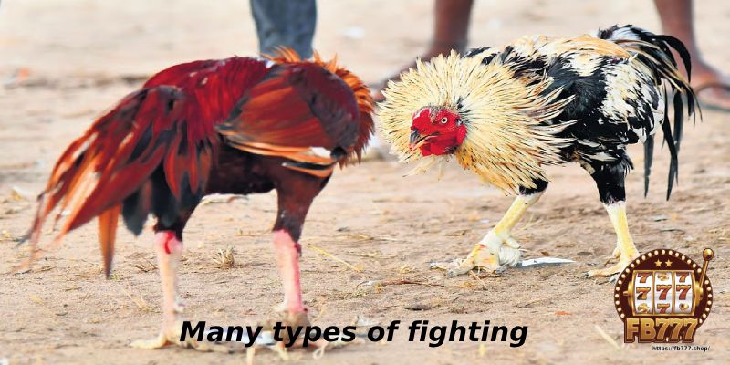 Many types of fighting