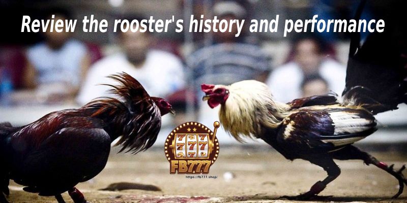 Review the rooster's history and performance