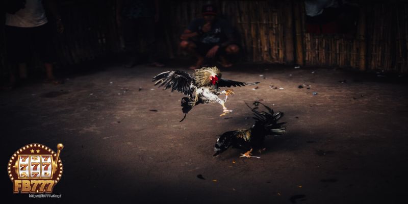 Steel-spur cockfighting