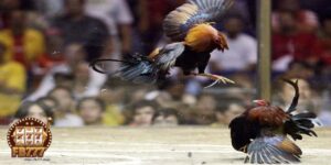 What is online cockfighting?