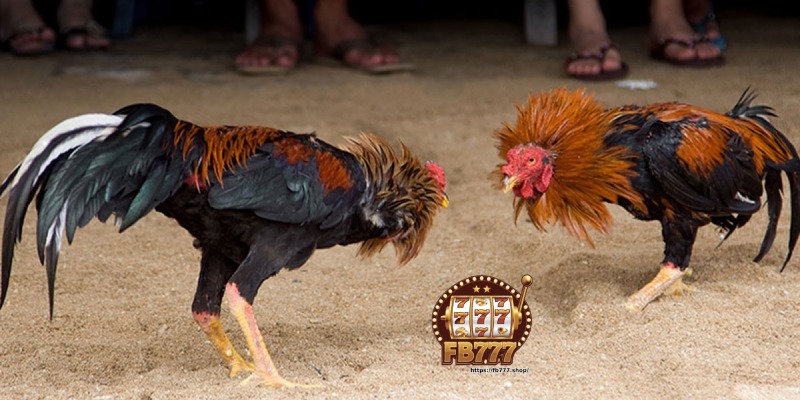 Online Sabong - Live Cockfighting